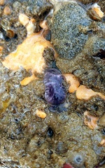 Distaplia