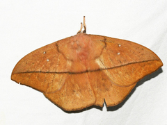 Lonomia electra