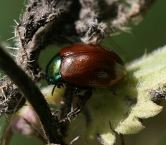 Chrysolina polita