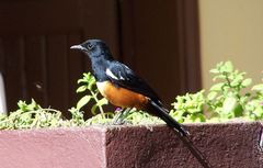 Thamnolaea cinnamomeiventris