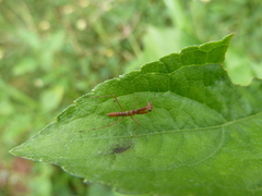 Mantodea