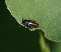 Prasocuris phellandrii