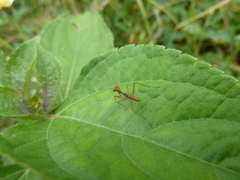 Mantodea