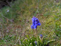 Muscari