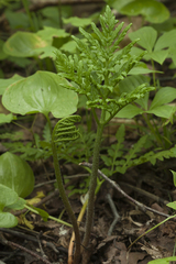 Sceptridium robustum