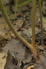 Sceptridium robustum