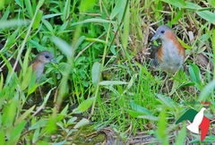 Laterallus melanophaius