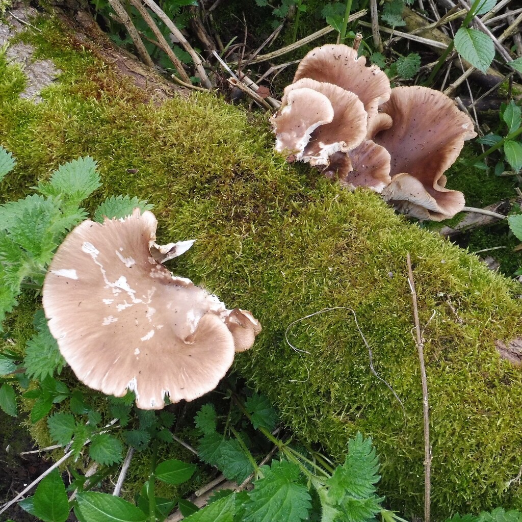 Pleurotus ostreatus · March 2026 · photo: © bazwal (iNaturalist, cc0)