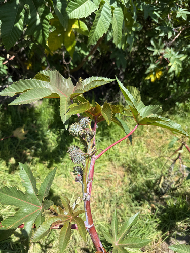 castor bean