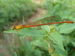 Zygoptera