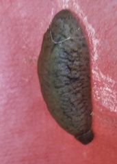 Sarasinula linguaeformis