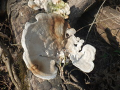 Trametes elegans