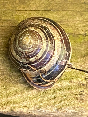 Cepaea nemoralis