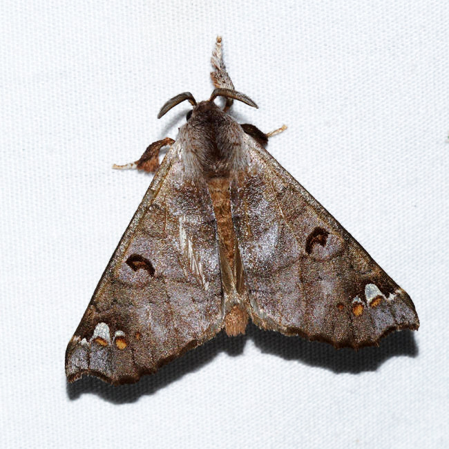 Pantelodes iracoubo