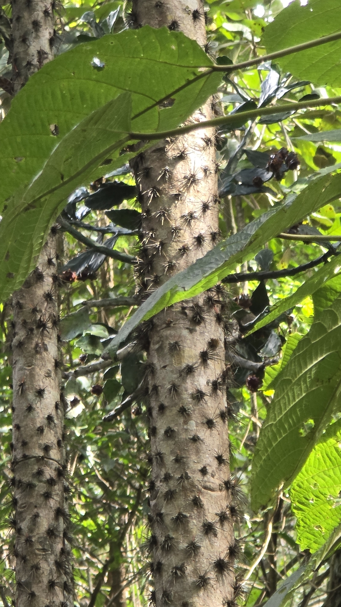 Brasiliopuntia brasiliensis