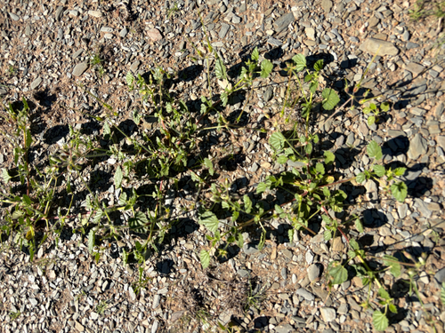 Monsonia umbellata