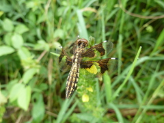Palpopleura