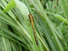 Anisoptera