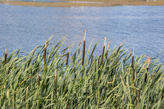 Typha latifolia