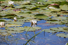 Nymphaea alba
