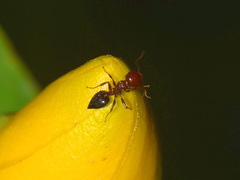 Crematogaster schmidti