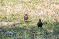 Sturnus vulgaris