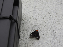 Hyalurga chthonophyle