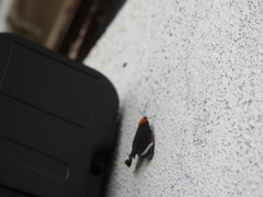 Hyalurga chthonophyle