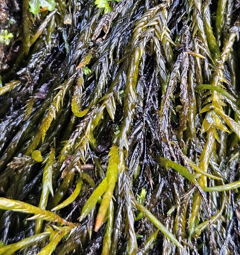 Fontinalis squamosa observed 2026-04-19