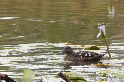 iNaturalist image