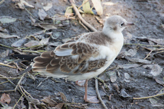 Chroicocephalus ridibundus