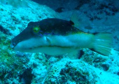 Canthigaster smithae