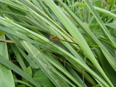 Anisoptera