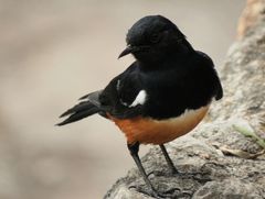 Thamnolaea cinnamomeiventris