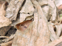 Synapte silna