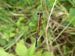 Acisoma inflatum
