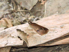 Synapte silna