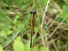 Acisoma inflatum