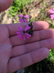 Silene acutifolia