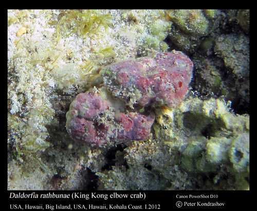 Daldorfia dimorpha observed 2012-01-27