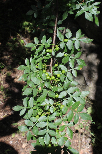 Bursera linanoe (La Llave) Rzed., Calderón & Medina 2