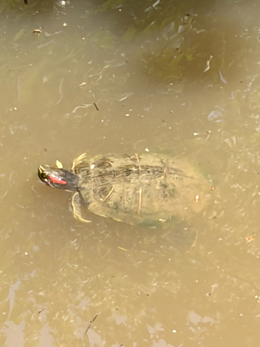 Pond Slider