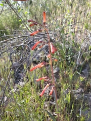 Penstemon subulatus
