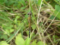Acisoma inflatum
