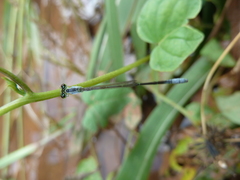 Zygoptera