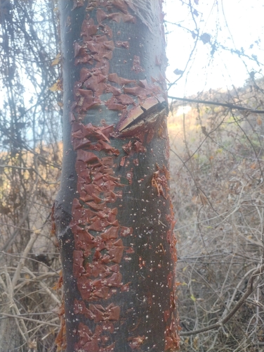 Palo mulato (Bursera simaruba)