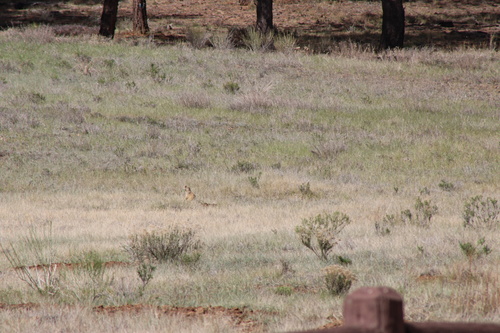 Utah Prairie Dog observed by graysonponti
