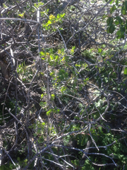 Clematis pauciflora