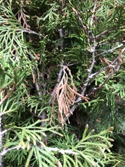 Pestalotiopsis funerea