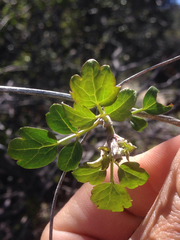 Clematis pauciflora